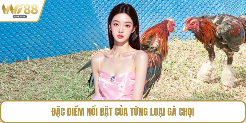 Đặc điểm nổi bật của từng loại gà chọi