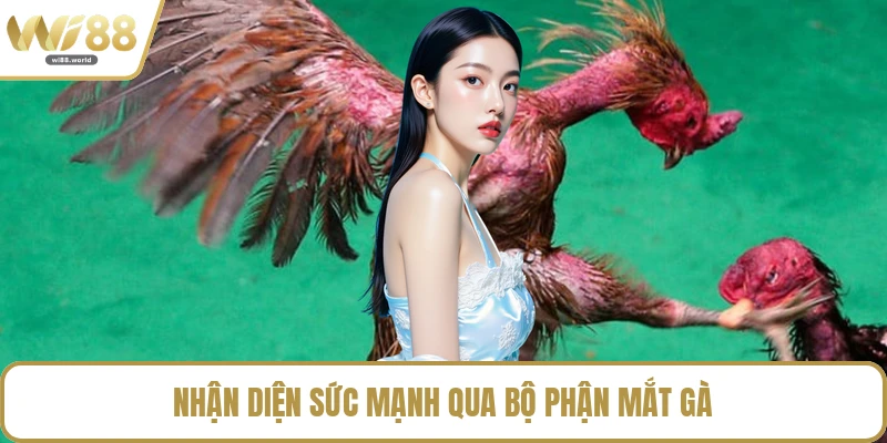 Nhận diện sức mạnh qua bộ phận mắt gà