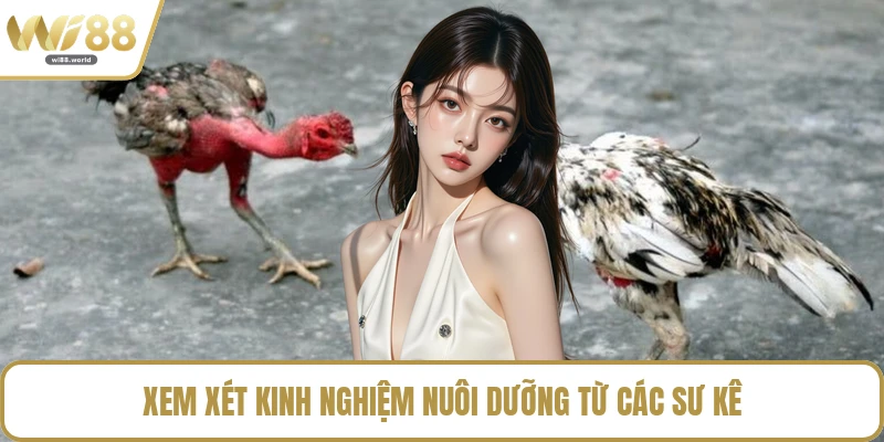 Xem xét kinh nghiệm nuôi dưỡng từ các sư kê